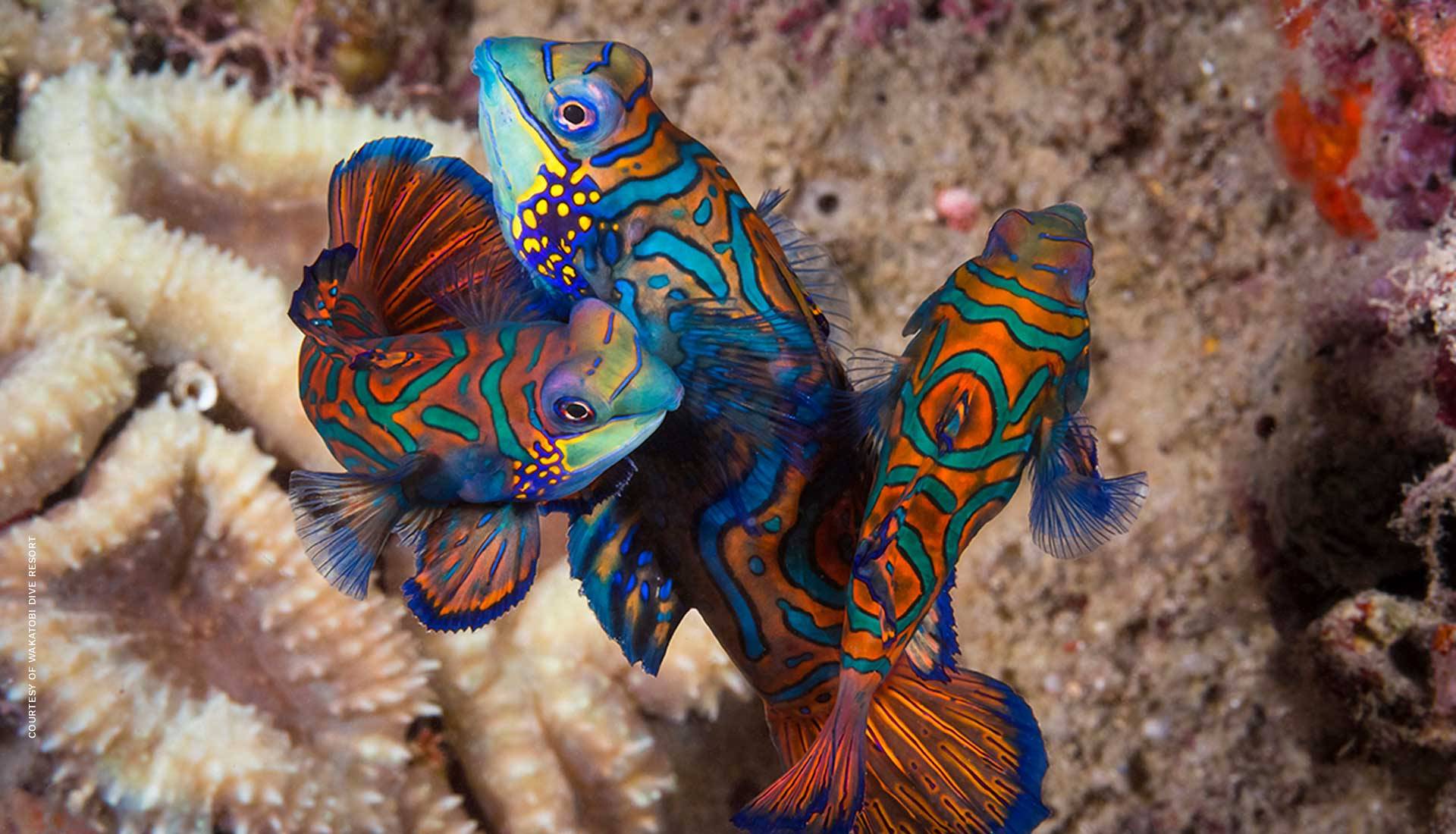 Scuba Dive Retreat Travel Wakatobi Indonesia fish